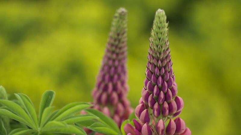 June flowers: pink lupins. Photograph: Richard Johnston