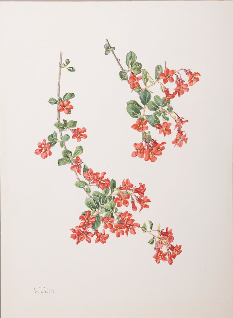 Wendy Walsh, Escallonia €500-€800