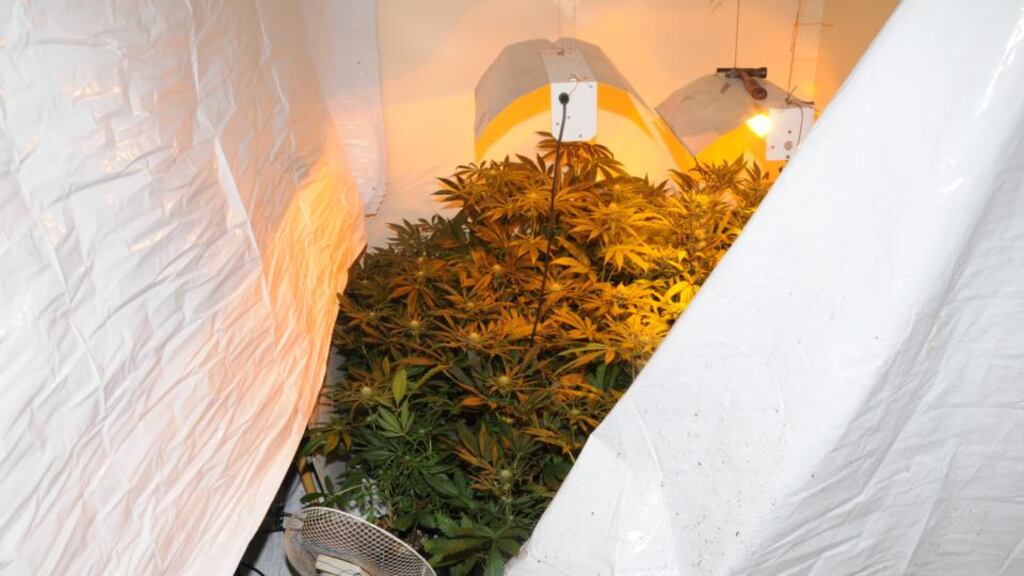 The cannabis growhouse discovered in Wexford town last night. Photograph: Garda