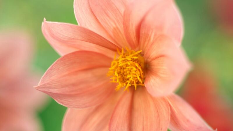 A single dahlia. Photograph: Richard Johnston