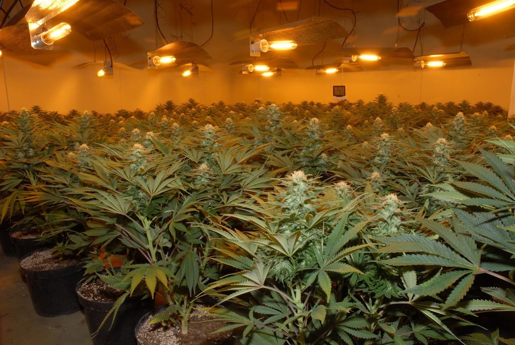 File image of a cannabis growhouse. Photograph: PA