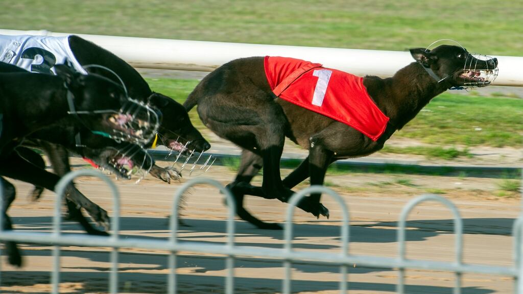 Greyhound racing at Curraheen Park in Cork: Claim that up to 6,000 unwanted dogs are culled in knackeries each year provokes anger in dog owners and punters. Photograph: Michael Mac Sweeney/Provision