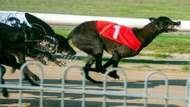 Cork greyhound professionals defend integrity of sport