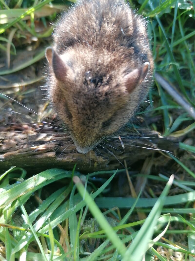 Field mouse. Photograph: Paul Dunne