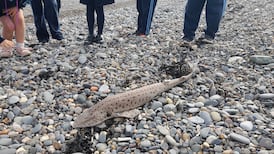 What’s this star of the sea spotted by pupils from Scoil Réalt na Mara?