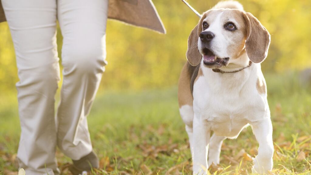 Border checks under Brexit could  apply to ‘people taking their dog for the weekend to Donegal’. Photograph: Getty/iStock