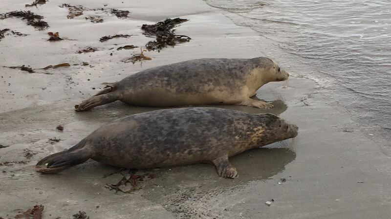 Seal pups Bran (top) and Thor being released back into the wild after months of recuperation on an isolated beach in Northern Ireland. Photograph: PA