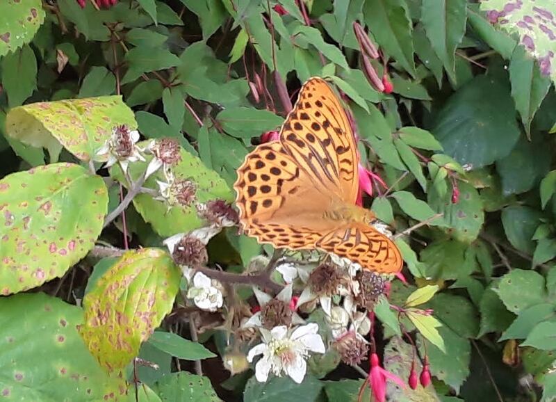 Silver-washed fritillary butterfly, supplied by Angela Treacy.