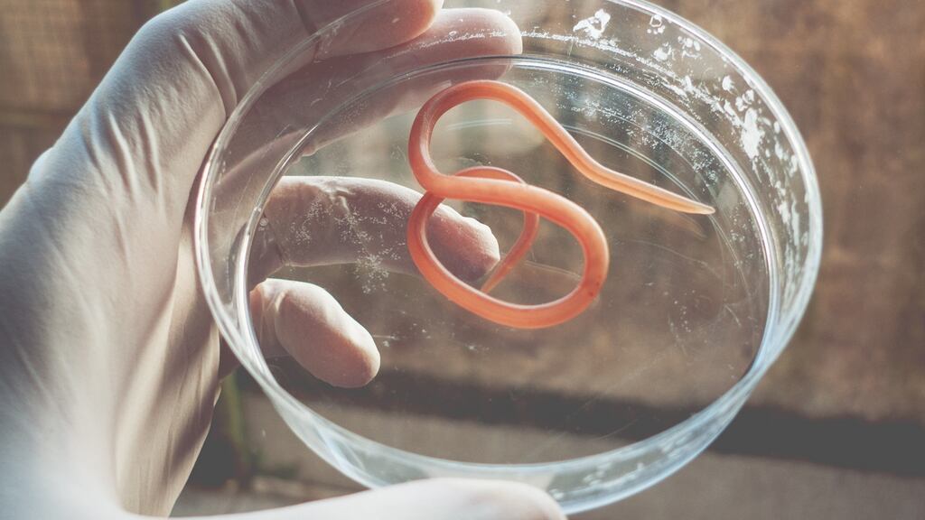 Stock image of a nematode parasite on a petri dish. Photograph: iStock