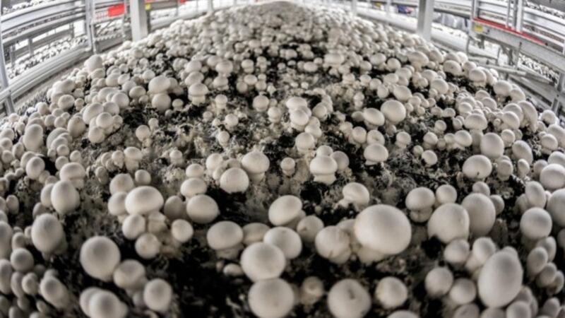 Mushroom growers sue Minister over ‘misapplication’ of EU fund