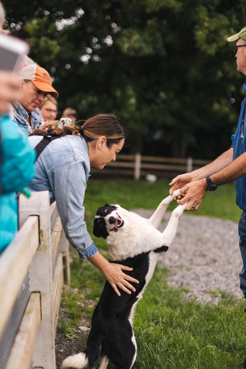 An Atlantic sheepdog takes a break. Photograph: Atlantic Sheepdogs