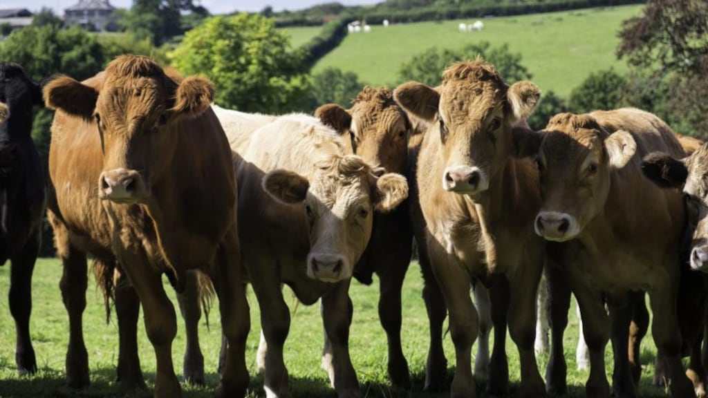 Before it was agreed that the pickets would be called off to facilitate talks, solicitors letters were issued to protestors at five processing plants, including a Kepak facility. Photograph: iStock