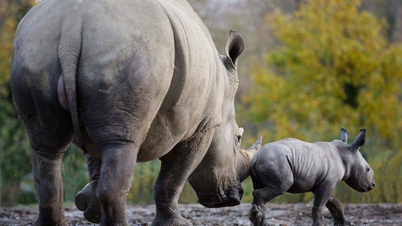Chaka was born to mother Nyala on Sunday. Photograph: Patrick Bolger