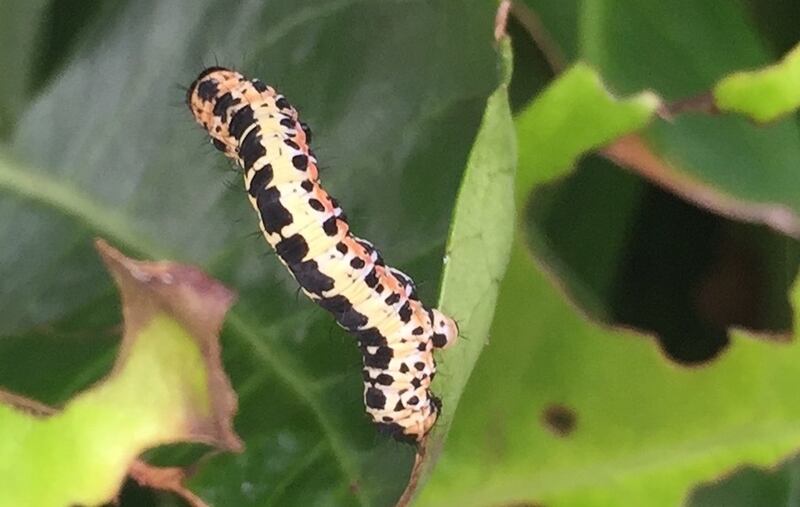 Eyes on nature: one of the magpie-moth caterpillars infesting Paul Brennan’s laurel hedge
