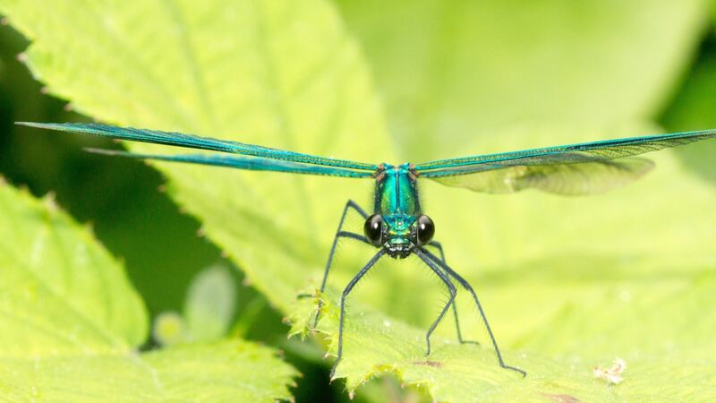 A male Common Emerald (Lestes sponsa) at Montiaghs Moss, Co Antrim. This is a common mid to late summer damselfly of ponds and small lakes.