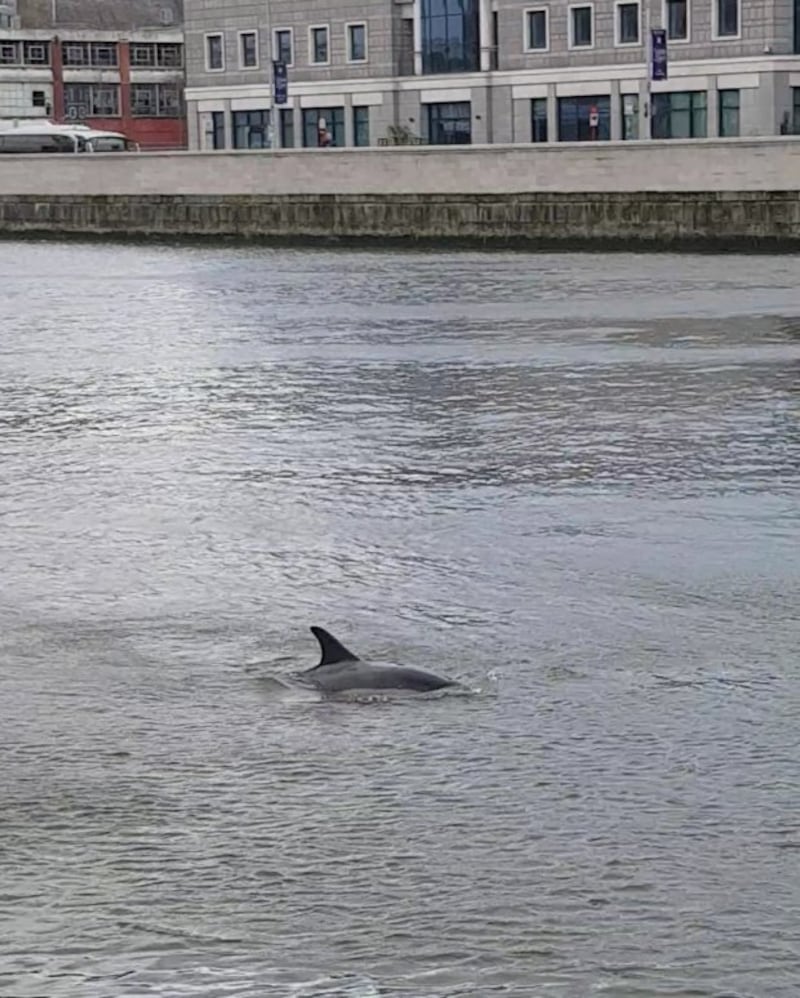 The dolphin comes up for air near Butt Bridge. Photograph: Paddy Logue