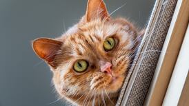 Going viral: Coronavirus has a lot to teach us about the spread of ideas