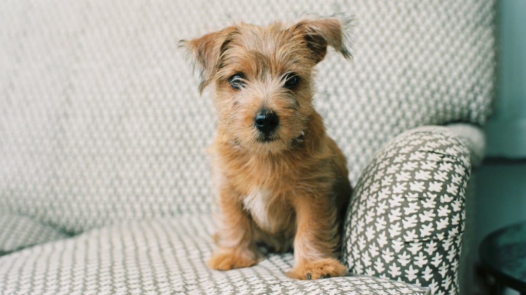 The day was desperately cold, and the date for Puppy to get the final in a series of inoculations. Photograph: iStock