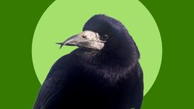 My mother and the majestic rook seem to have a thing going on. He has become quite tame