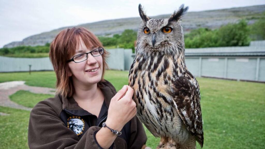 A four-year-old male Eurasian Owl at the Birds of Prey Centre, Ailwee Cave, Co Clare. Photograph by Eamon Ward