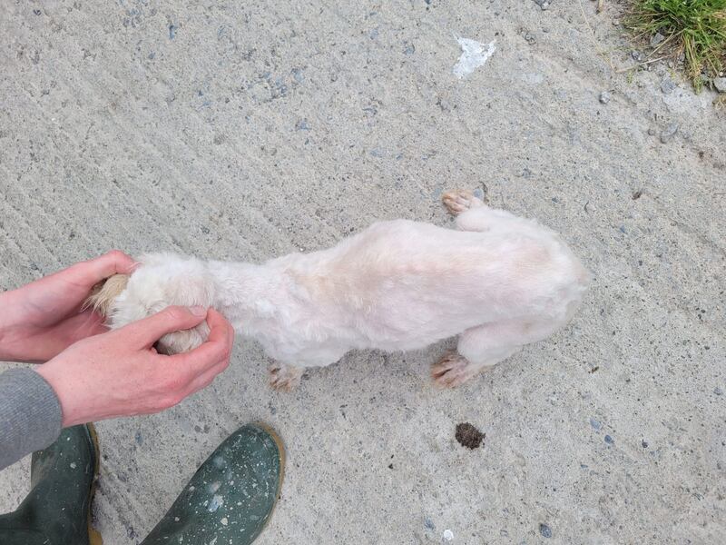 ISPCA Senior Inspector Alice Lacey gave evidence of viewing four Cavachon dogs that were heavily matted and most of which appeared extremely underweight