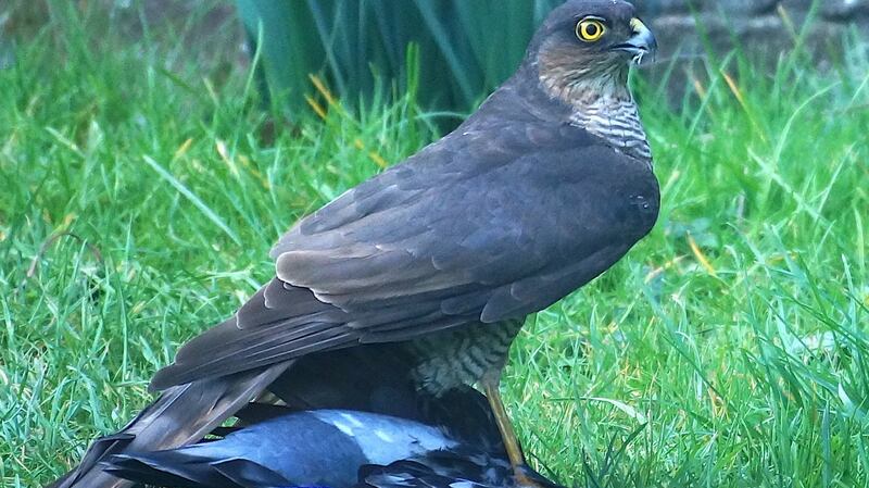 The peregrine spotted in Palmerstown
