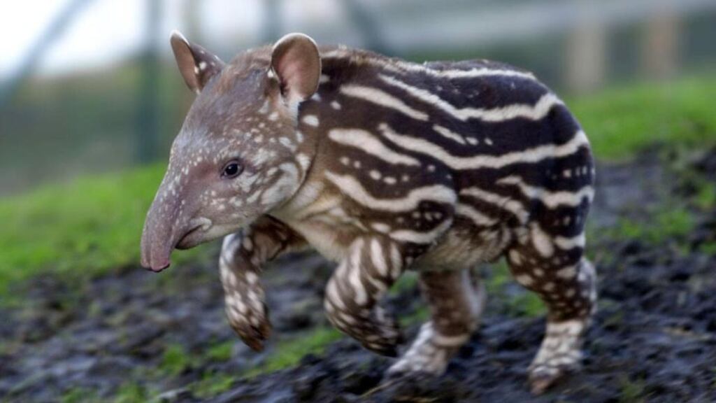 Belfast Zoo will be celebrating World Tapir Day on Sunday, to raise awareness about the endangered species. Photograph: Haydn West/PA