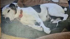 Dog owner jailed over ‘harrowing’ neglect of Jack Russell with untreated tumour the size of a grapefruit