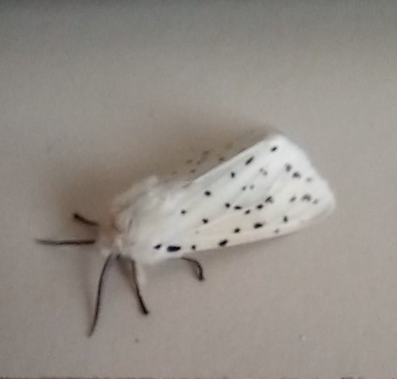 White ermine moth. Photograph supplied by Rory McGuinn