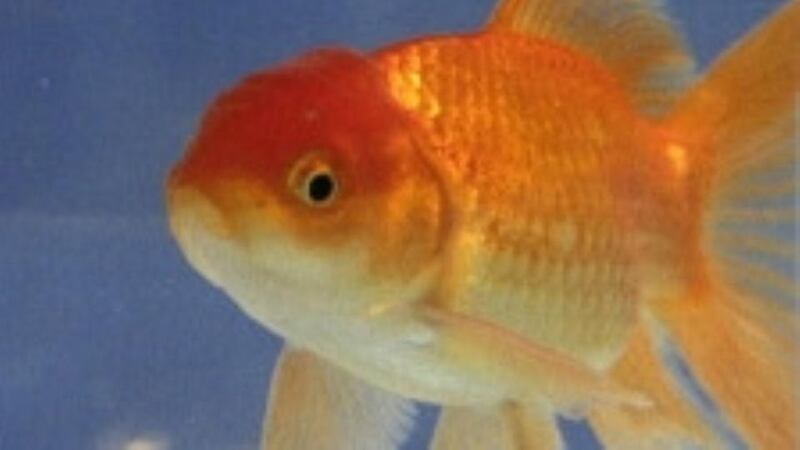 The Irish Society for the Prevention of Cruelty  has warned that eating live goldfish is a criminal offence.