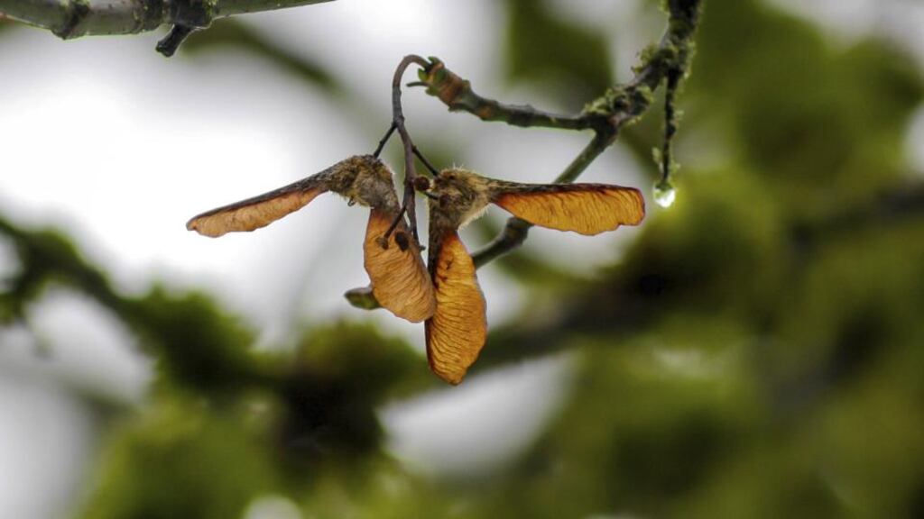 Sycamores had been very bountiful this year. And because the weather was mild, horses were outdoors for much longer than usual and therefore more likely to eat the toxic seeds. Photograph: Bloomberg