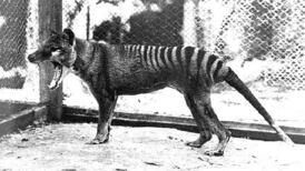 ‘It is not a matter of if but when’: Scientists vow to bring Tasmanian tiger back from extinction