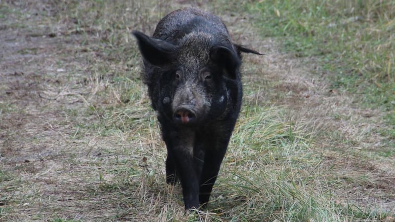 An injured wild boar domesticated by one of the few people still living in the Chernobyl exclusion zone. Photograph: Stephen Starr