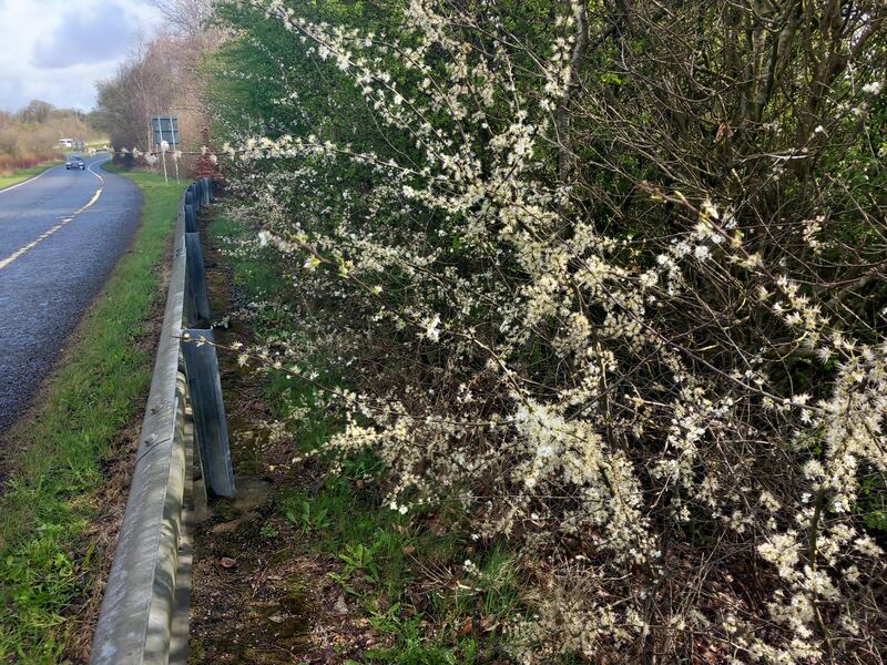 Blackthorn along the motorway. Photograph: Anne Cannon