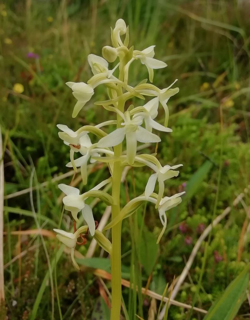 Lesser Butterfly Orchid