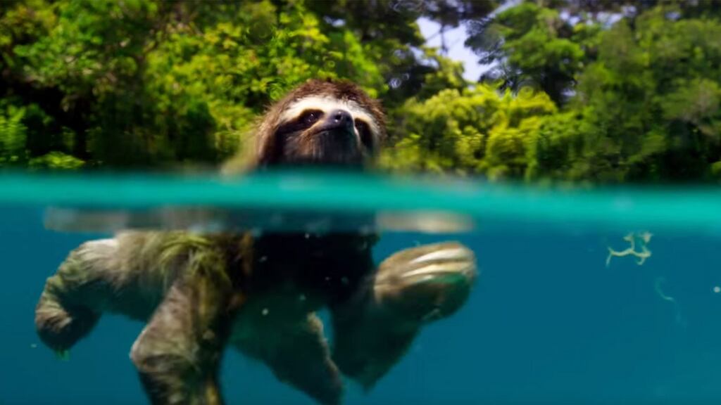 What becomes of the broken hearted? A lonely sloth negotiates his Tinder equivalent