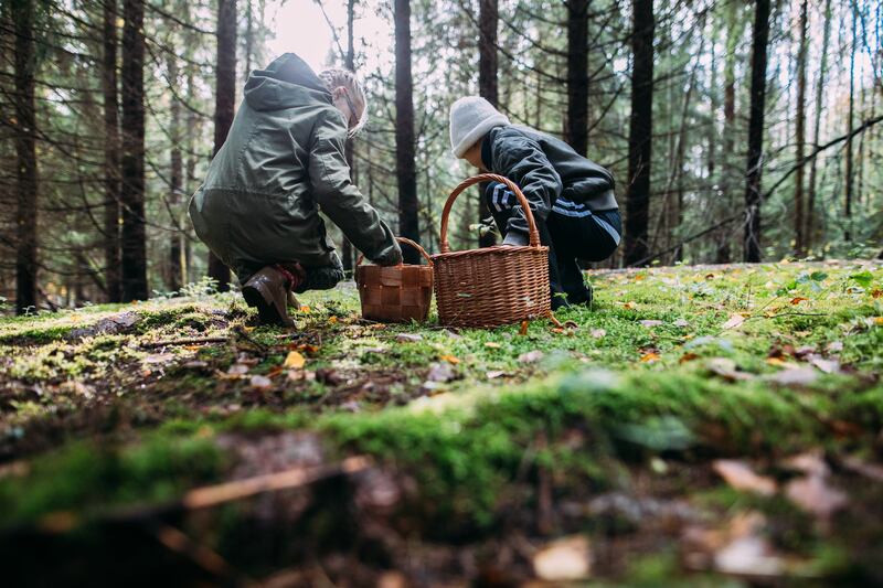 Foraging is part of traditional Finnish culture – two-thirds of the country is covered with thick forests, rich with edible delights throughout the year