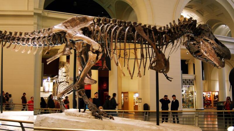 A dino named Sue: the 12.3m-long Tyrannosaurus rex specimen as it now stands in the Field Museum of Natural History in Chicago. Photograph: Dallas Krentzel. Wikipedia.