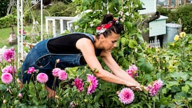 ‘How can I prevent earwigs from eating my dahlias?’