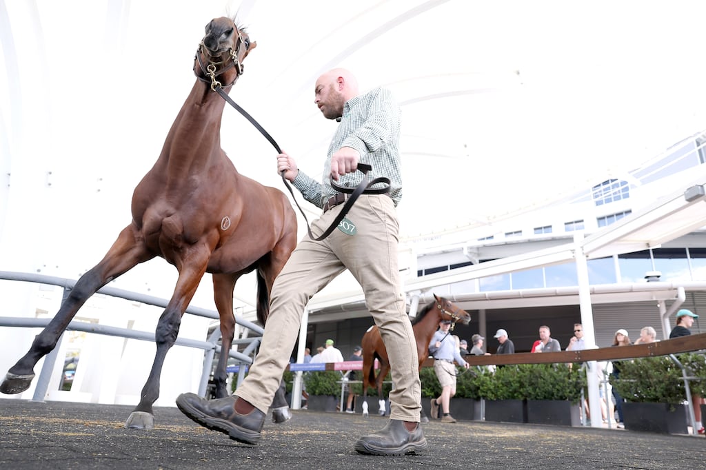 Make caption generic please - SYDNEY, AUSTRALIA - APRIL 08: A Brown Filly on account of Yulong is lead before auction during the Easter Yearling Sales at Warwick Farm on April 08, 2024 in Sydney, Australia. (Photo by Mark Kolbe/Getty Images)