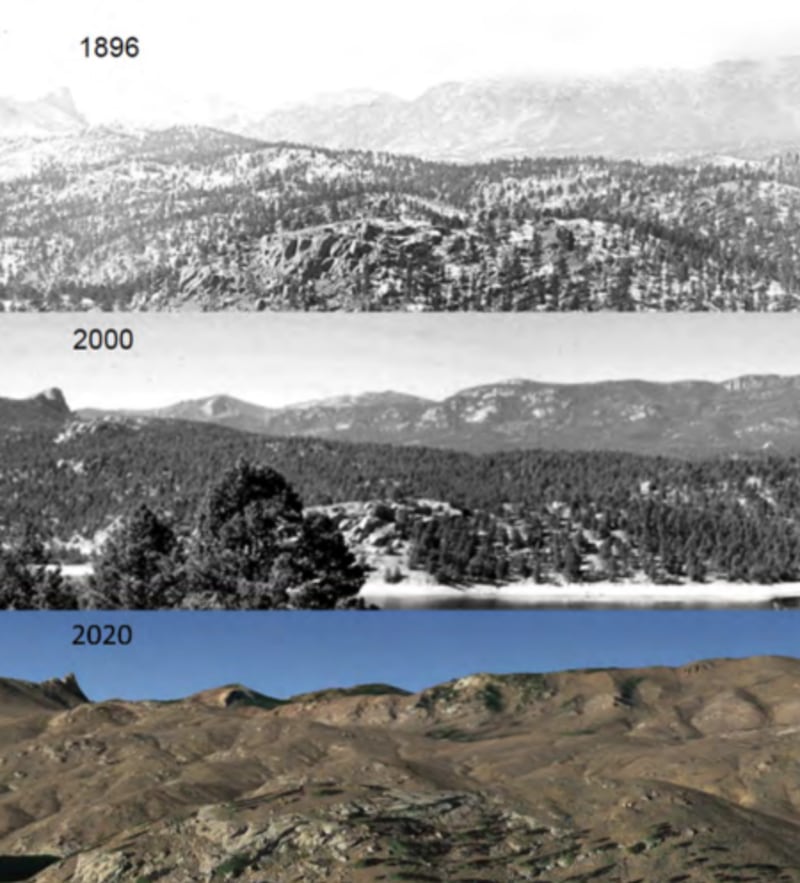 A ponderosa pine forest in Colorado in 1896, in 2000 after decades of fire suppression, and in 2020 after being decimated by wildfire. Photograph: Denver Water Board/US Forest Service