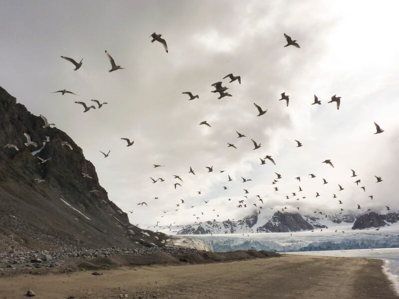 At the Edge of Visibility is a haunting exploration of how Arctic ice holds memories of life dating back millions of years