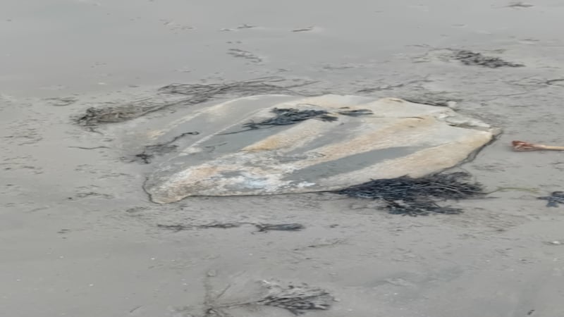 Carapace of a leatherback turtle. Photograph: Patricia Keane