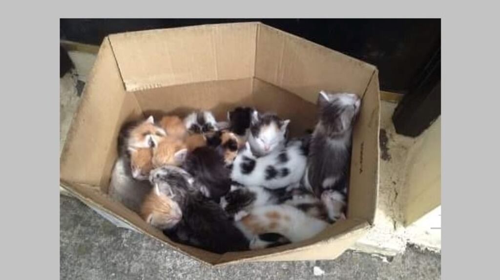 Gardaí are studying CCTV footage in a bid to identify a man who dumped a box containing 17 kittens outside a butcher shop in Killybegs, Co Donegal in the early hours of Wednesday. Photograph: Animals in Need.