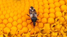 Eye on Nature: Your notes and queries for Ethna Viney