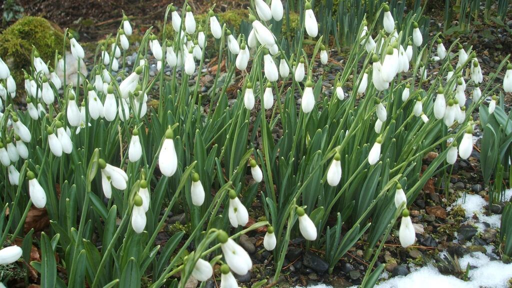 Snowdrop Festival, Kilbride estate, Tullow, Co Carlow