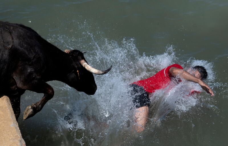 In the Bous a la mar, bulls are lured by spectators into leaping from a dock into the sea. Photograph: Jose Jordan/AFP via Getty Images)