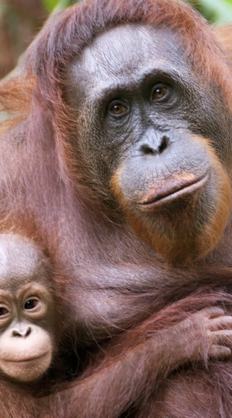 Sarawak, Malaysia: this state on the northern side of Borneo has incredible biodiversity