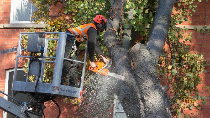 The tree on Northbrook Road being removed. Photograph: Gareth Chaney/Collins