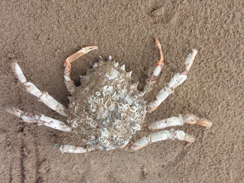 Spiny spider crab. Photograph supplied by Frank Folan